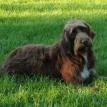 F1 labradoodle