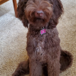 Sadie