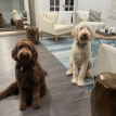Rio & Maya